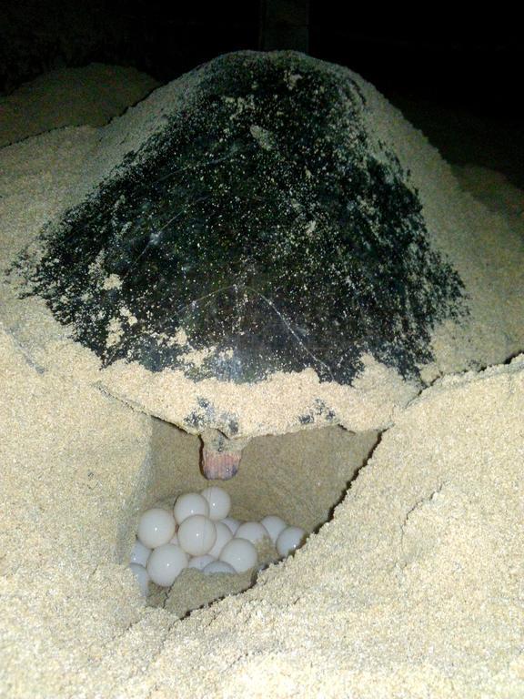 Sunset Surfing Beach Resort Matara Ngoại thất bức ảnh